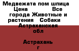 Медвежата пом шпица › Цена ­ 40 000 - Все города Животные и растения » Собаки   . Астраханская обл.,Астрахань г.